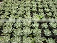 Agave Kishokan Variegated