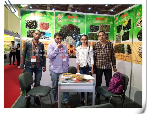 High Quality Turkish Sunflower Seed From Inner Mongolia photo-2