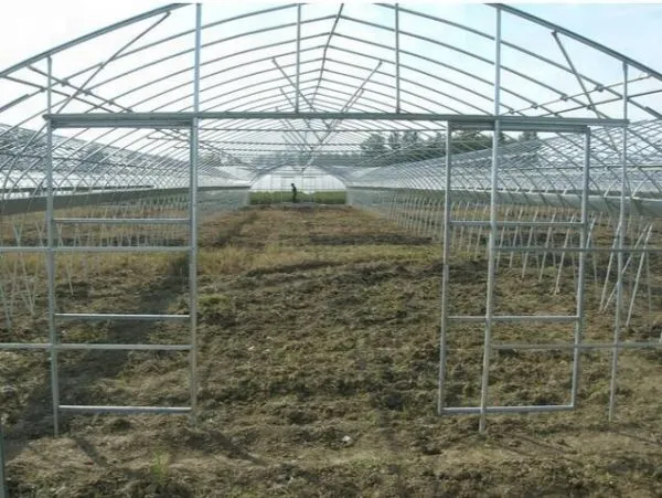 Economical Single Span Plastic Film Greenhouse With 8m Span photo-3