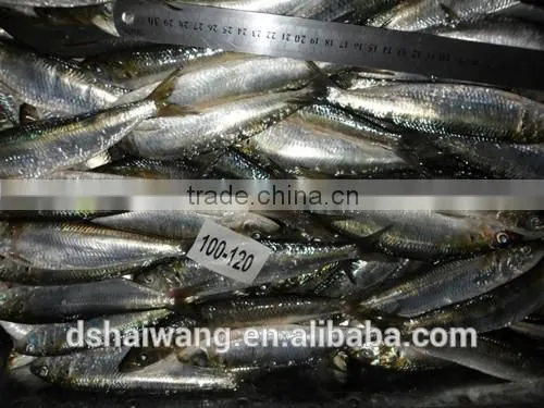 Frozen Sardine Supplier With Size 10 - 12 Pcs / kg photo-3
