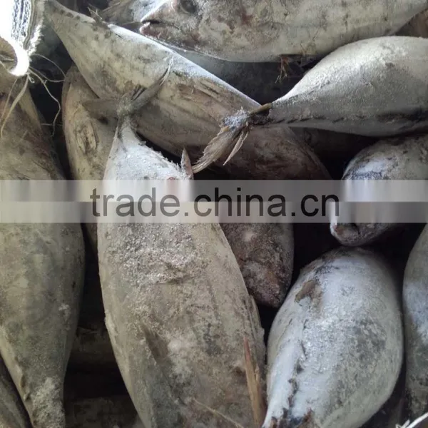 SkipJack Tuna ,stripe Tuna photo-2