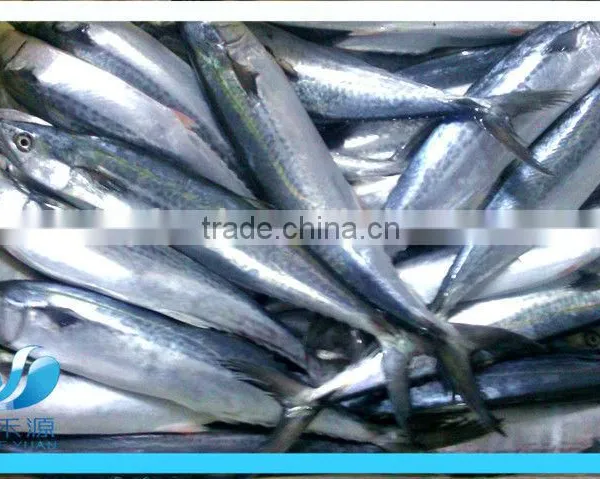 Frozen Pacific Mackerel photo-2