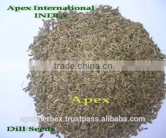 Pure Anthem Graveolens / Dill Seeds / Suwa photo-4