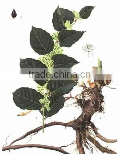 GMP Natural High Quality Tran-Resveratrol/Giant Knotweed Extract Powder photo-2