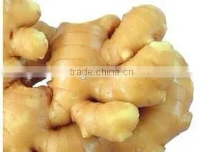 Bulk Selling Ginger Price in China photo-4