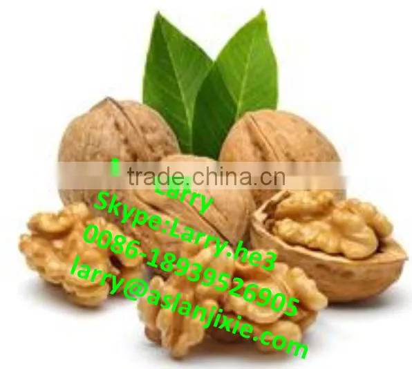 Nut Size Sorting Machine/walnut Size Grader/walnut Size Sorter photo-5
