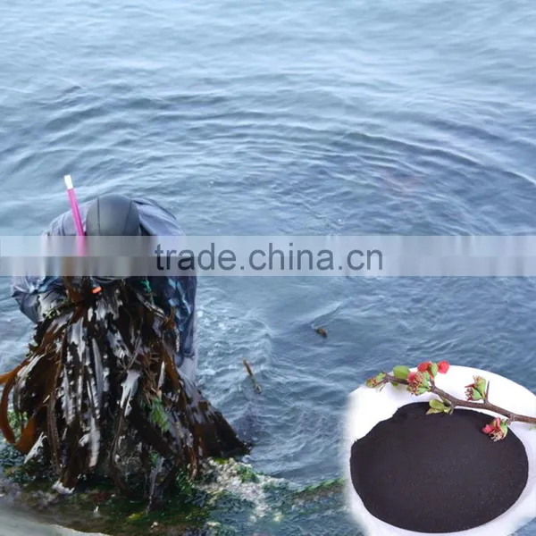Agrolink Super Fine Seaweed Extract Powder Fertilizer photo-2