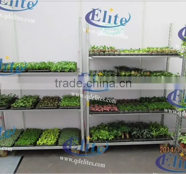341 Nurse Young Plants in Hothouses photo-6