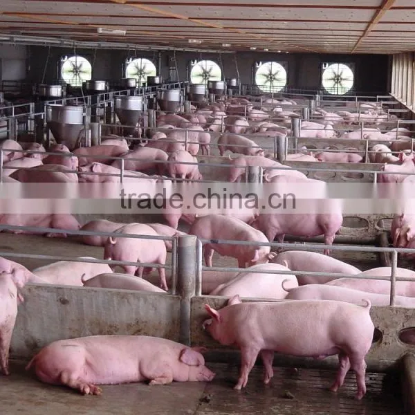 250mm PE Film Covered Single-Span Greenhouse For Cow/Pig Growing photo-2