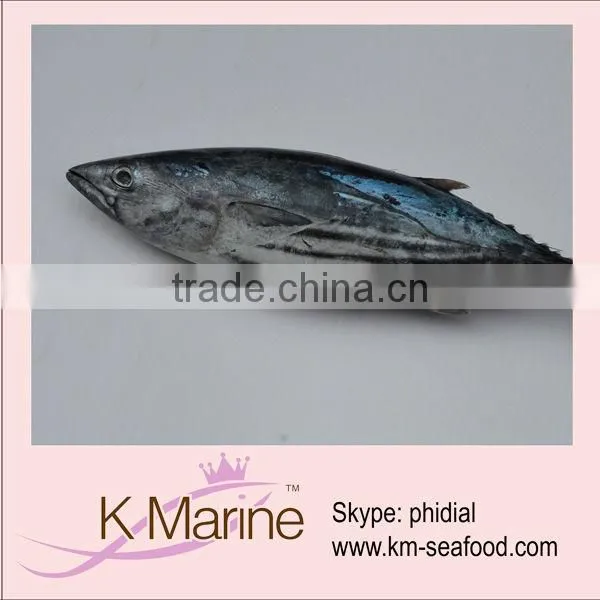 Live Seafood Fresh Fish Skipjack Tuna