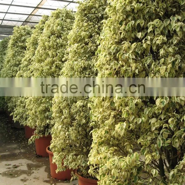 Ficus Benjamina photo-2