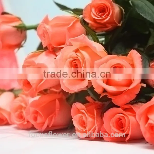 Good Petals Fresh Roses Natural Rose Kenya for Parties photo-4