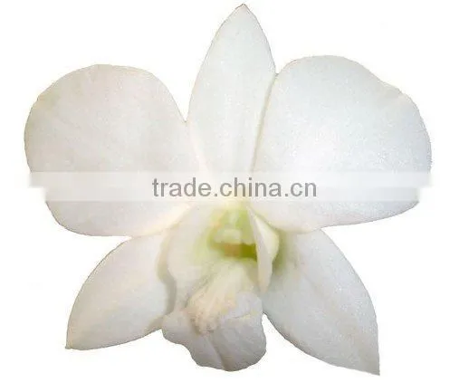 D-011 : DENDROBIUM JUMBO WHITE ORCHID
