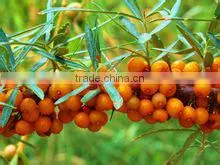 Pure Natural Seabuckthorn Herbal Oil