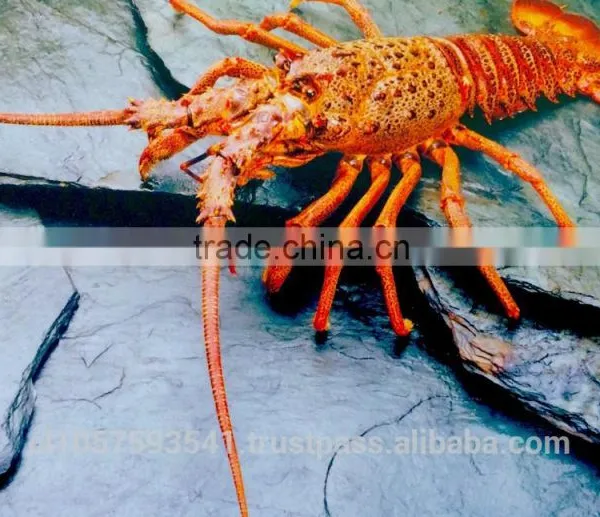 Live Spiny Rock Lobster