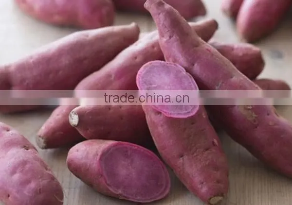 Japanese Fresh Sweet Potato photo-2