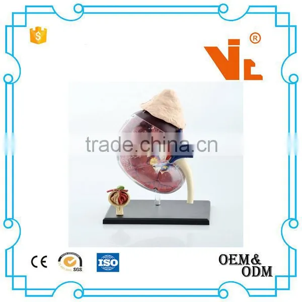 V-HM05 4D MASTER Human Kidney Structure Model photo-3