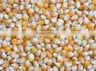 Yellow Corn