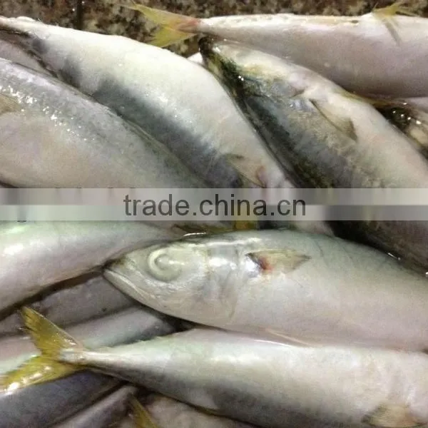 Whole Round Frozen Fish 8-10pcs/kg for Canned Mackerel photo-2