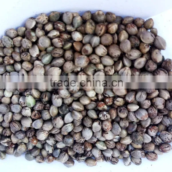 Hemp Seed 2016 photo-2