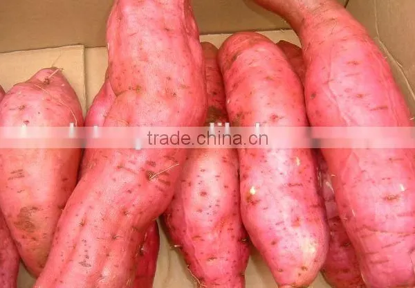 New Frozen Sweet Potatos Bulk Order for Sale