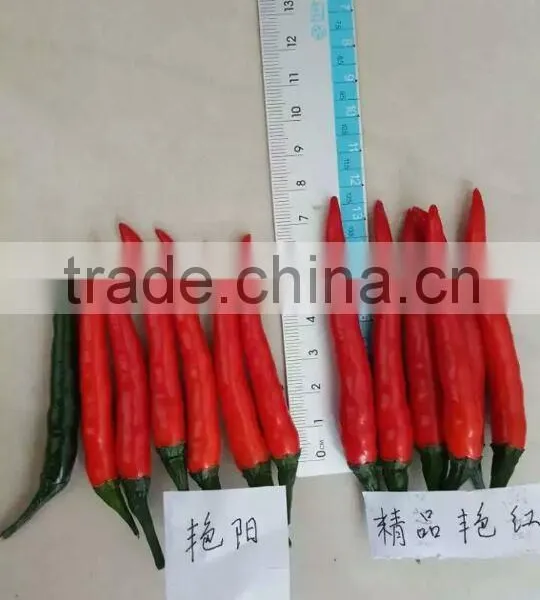 Hybrid F1 Red Hot Chili Seeds For Sale-Bright Sunshine photo-3