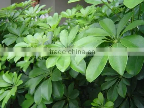 Evergreen Foliage Outdoor Landscaping Decorative Ornamental Plants Schefflera Octophylla (Lour.) Harms photo-2