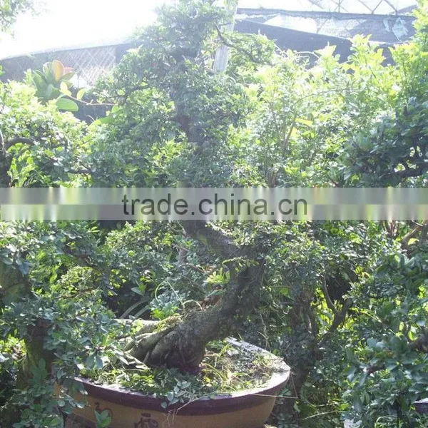Chinese Elm Bonsai Ulmus Pumila photo-3