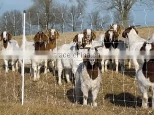 Profitable FRP Post,glass Fiber Fence Post for Farm Fence photo-6