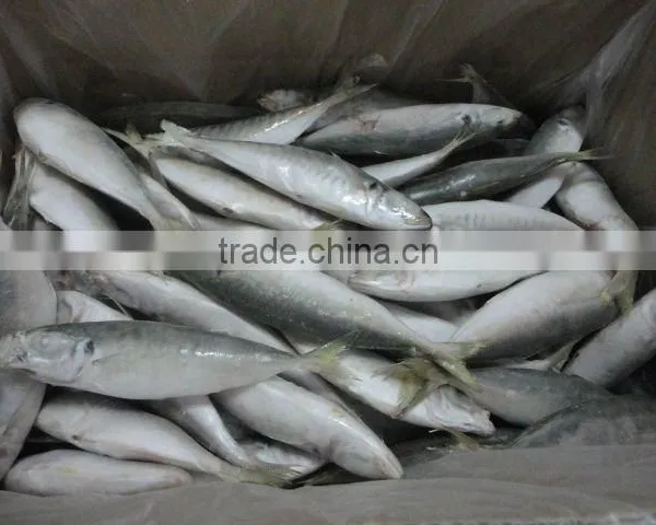 Frozen IQF Horse Mackerel Seafood photo-3