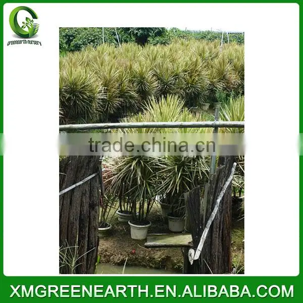 Dracaena Fragrans photo-2