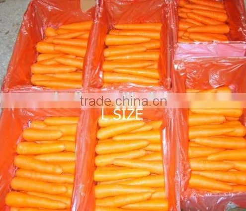 Bulk Vegetables Fresh Sweet Carrot