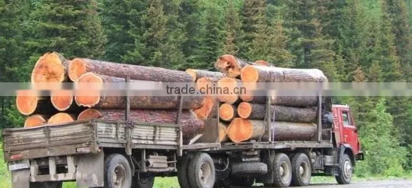 RUSSIAN Timber Log / Sawlogs /Wood Round Logs / Lumber /PINE / SPRUCE / LARCH / BIRCH photo-2