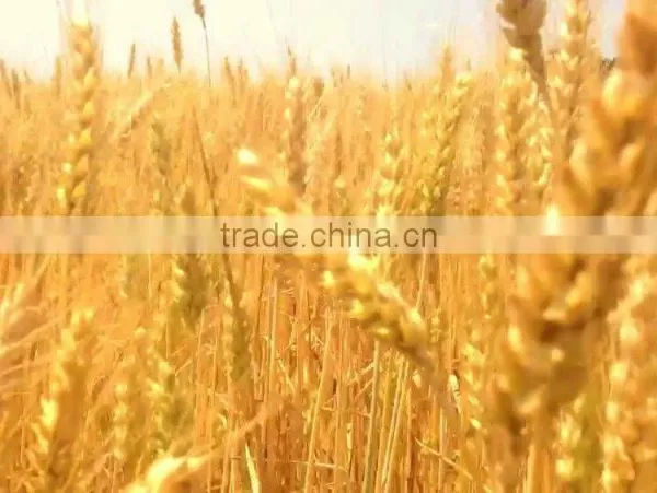 WHEAT photo-2