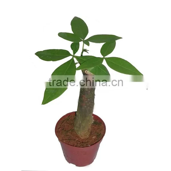 Different Size Decorative Money Trees Sale photo-2