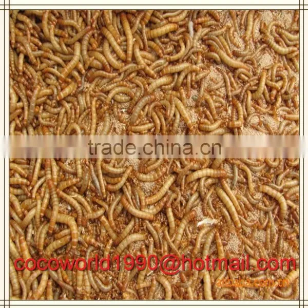Mealworms in Food/mealworms for Human Consumption/live Mealworms for Sale photo-6