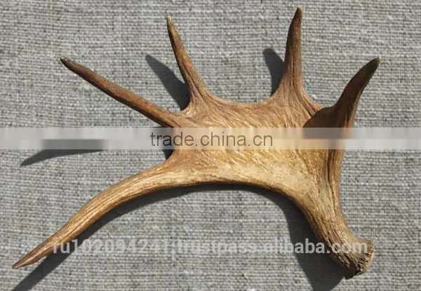 Dry Elk Antlers photo-5