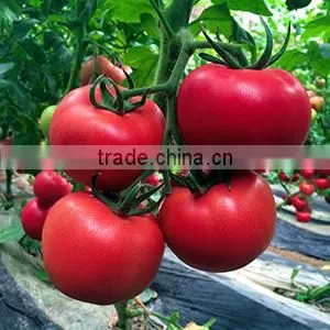 2016 Hybrid High Yield Disease-resistant Tomato Seeds for Growing- Tian Bao 338 photo-2
