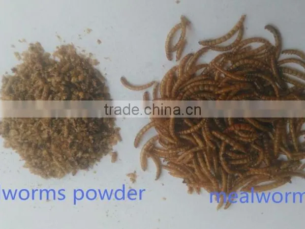 Dried Mealworms Powder /Tenebrio Molitors for Pets photo-2