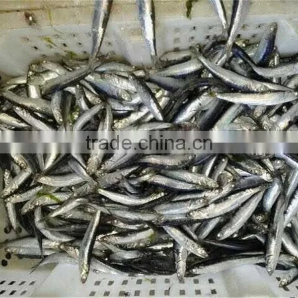 Anchovy Frozen on Board photo-6