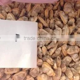 High Quality Frozen Baby Clam Meat Export Levels Quality photo-2