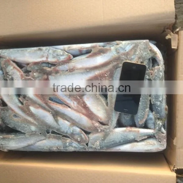 EEC,HACCP Certification and Whole Part Frozen Mackerel Scomber Scombrus photo-2