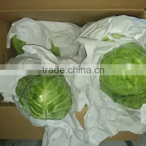Hot Sale High Quality Fresh Cabbage Green/Red Cabbage photo-3