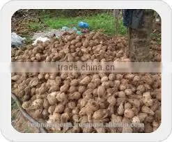 Fresh Vegetable and Fruits Suppliers From India
