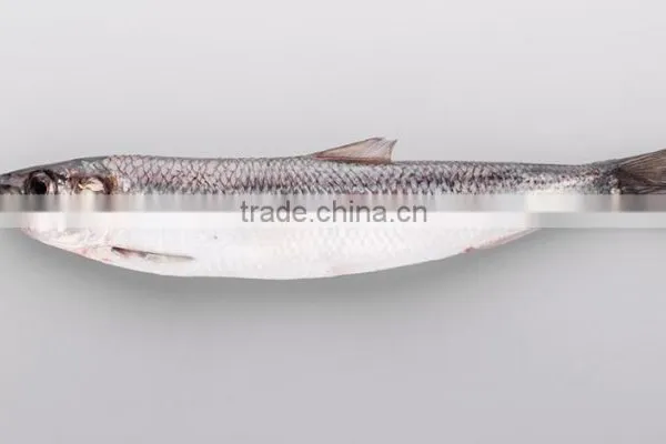 WR Frozen Sardines photo-2