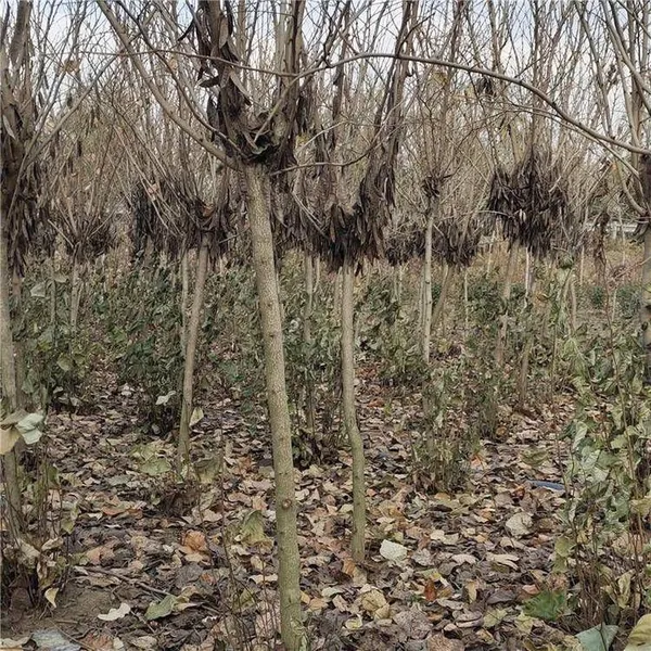 Price of Chinese Redbud Trees photo-4