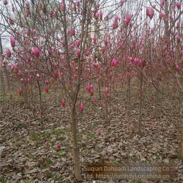Prices of 8 - Centimeter, 10 - Centimeter and 12 - Centimeter Magnolia Liliflora in 2021 photo-2