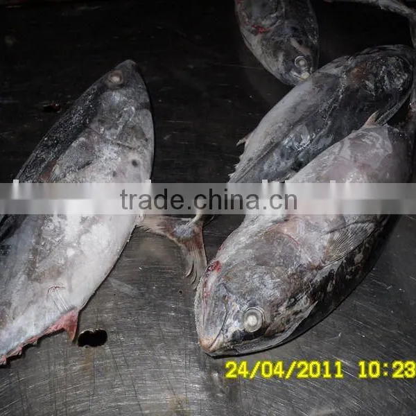 Frozen Bonito