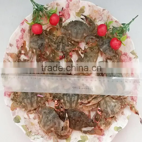 Fresh Frozen Mud Crabs With HACCP photo-3