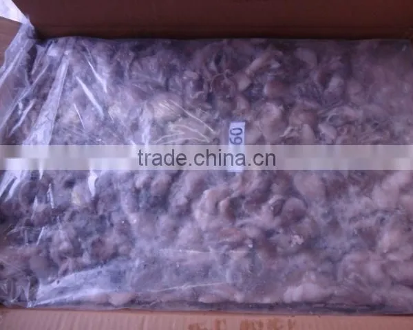Frozen Octopus photo-2